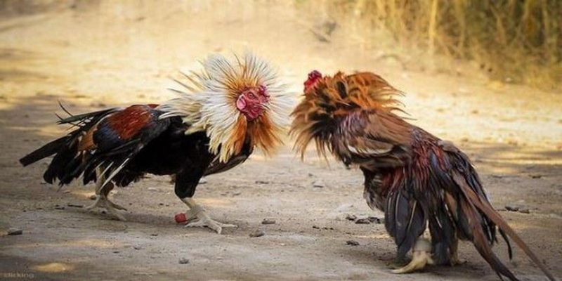 Đá gà Thomo cựa dao nguy hiểm, tạo nên màn so tài gay cấn