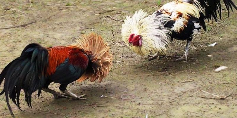 Đôi nét khác biệt so với chọi truyền thống